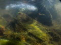   Streamlines II This image was taken small shallow river being very spectacular surface. However tried see what looks like below water shot series images showing flowing its rocky bed. surface bed  